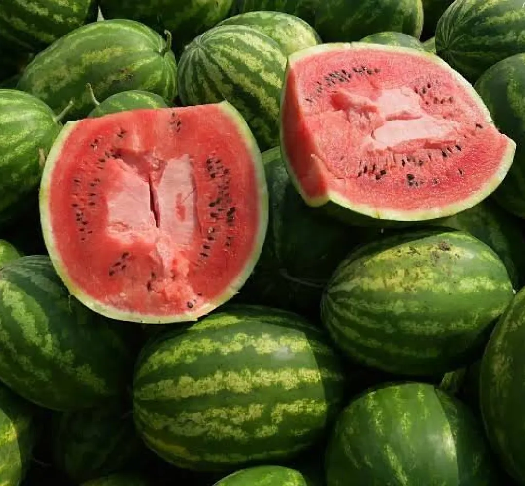 بعد أن وصل سعر الواحدة إلى 300 جنيه.. المواطن يواجه صيف حار بالمعنيين على جيبه وجبينه.. البطيخ فى العالى