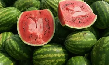 بعد أن وصل سعر الواحدة إلى 300 جنيه.. المواطن يواجه صيف حار بالمعنيين على جيبه وجبينه.. البطيخ فى العالى