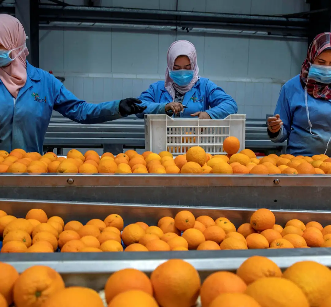 Egypt_agricultural_exports.jpg