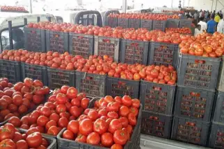 اعرف سبب ارتفاع أسعار الطماطم.. ومتى ينخفض سعرها؟؟