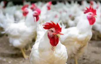 انخفاض أسعار الدواجن والبيض بالأسواق