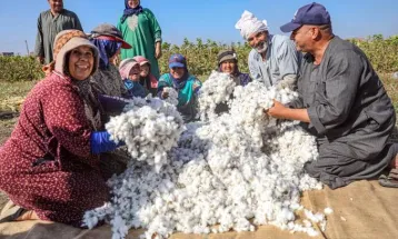 فاروق: ملتزمون بصرف 3 مليارات جنيه مستحقات مزارعى القطن خلال أسبوعين